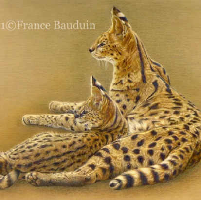 Serval mum & young -117 hours
Sand Pastelmat Board
19.5" x 27.5"
Ref: My own photo